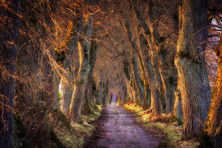 Changing Roots: Embracing Transition and Finding Belonging
